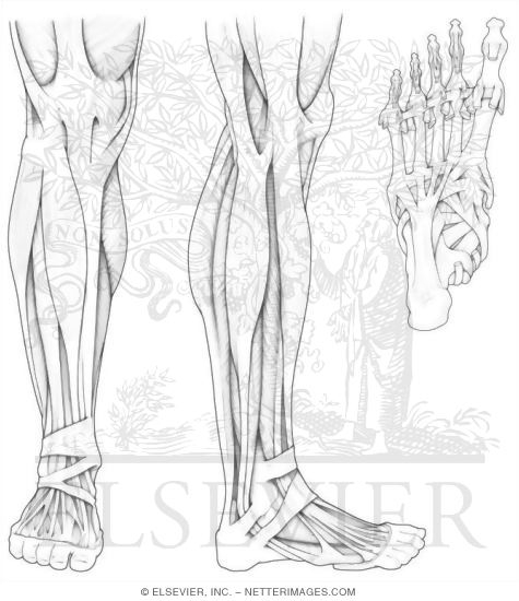 Anterior and Lateral Leg Muscles