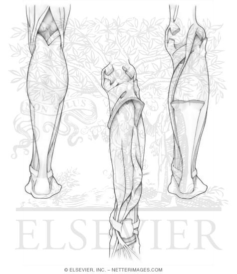 Anatomy Muscles Coloring Pages