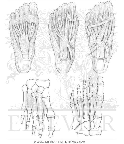 Intrinsic Foot Muscles