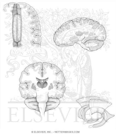 Cortical Connections