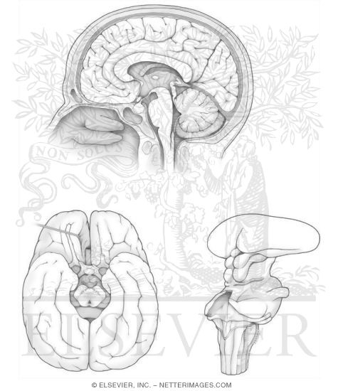 Midsagittal and Bassal Brain Anatomy