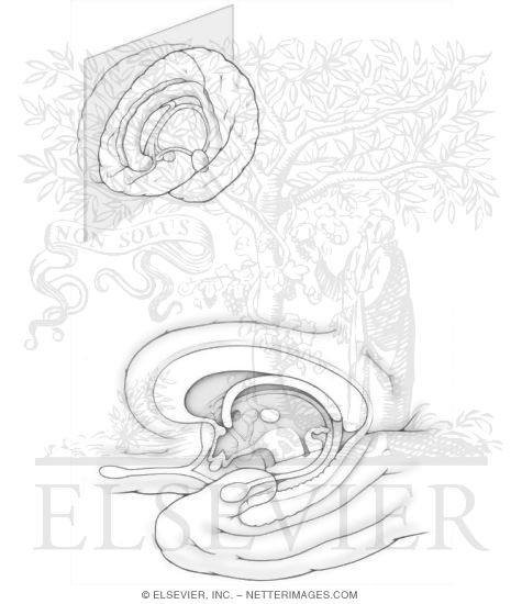 Watermarked preview of unlabeled image: Limbic System