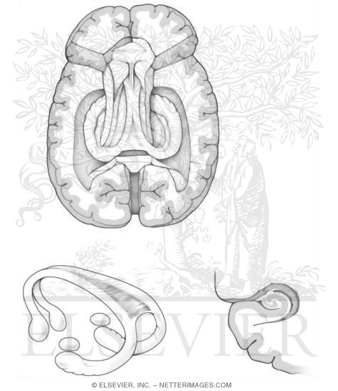 Hippocampus