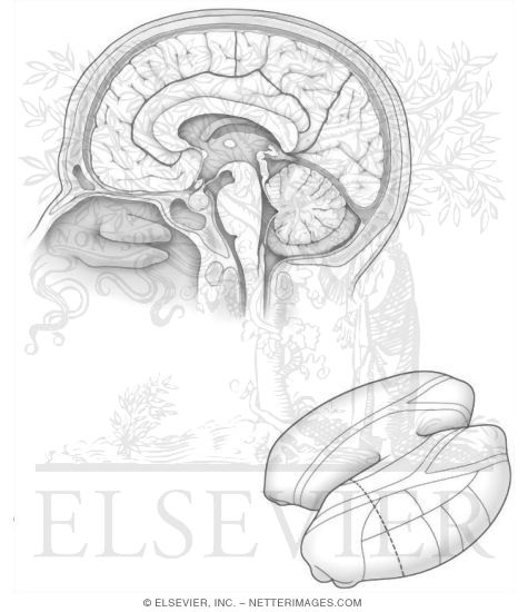 Thalamus