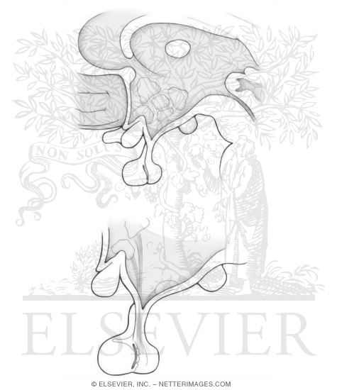 Watermarked preview of unlabeled image: Hypothalamus