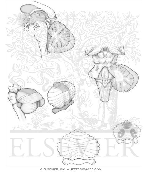 Watermarked preview of unlabeled image: Cerebellum
