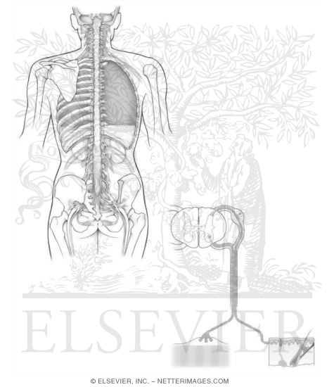 Spinal Cord I