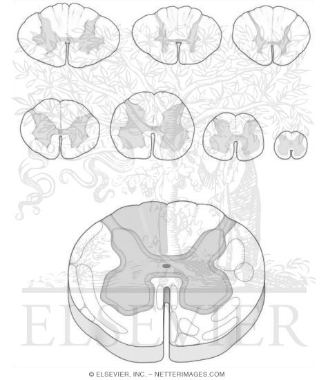 Spinal Cord II