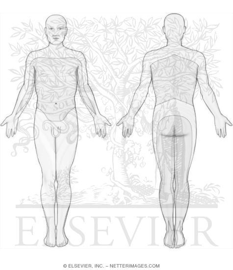 Dermatomes