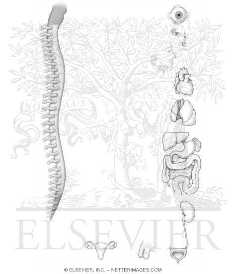Watermarked preview of unlabeled image: Parasympathetic Division of the ANS