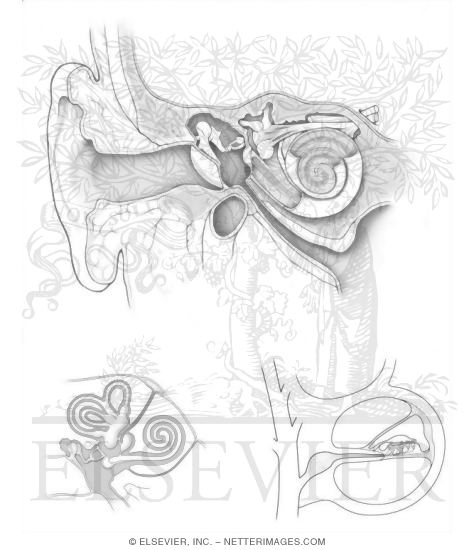 Watermarked preview of unlabeled image: Auditory and Vestibular Systems I