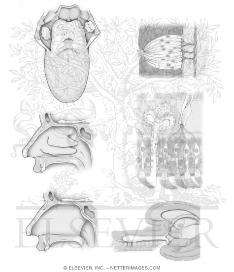 Watermarked preview of unlabeled image: Taste and Olfaction