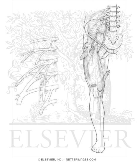 Lumbar Plexus