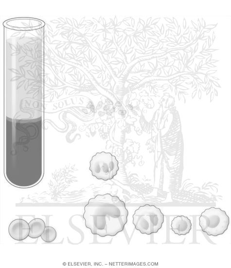 Watermarked preview of unlabeled image: Composition of the Blood