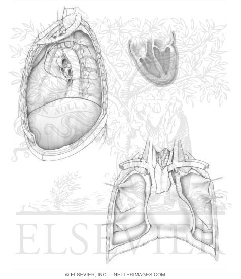 heart anatomy coloring page