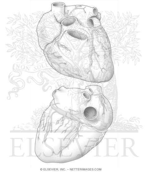 heart anatomy coloring page