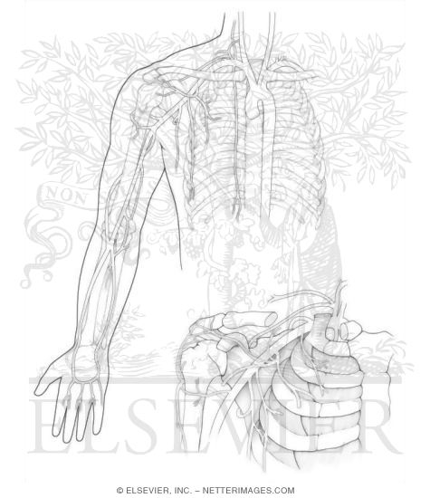 Arteries of the Upper Limb