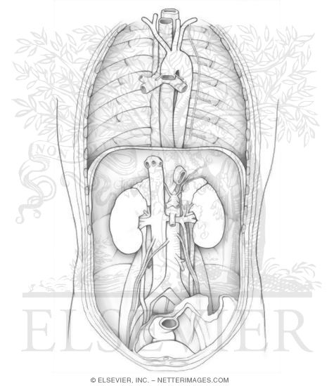 The Thoracic And Abdominal Aorta