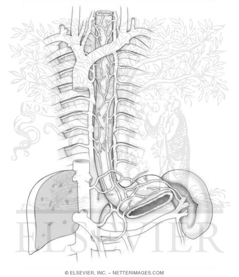 Veins of the Thorax