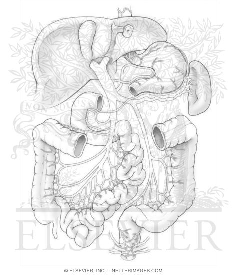 Watermarked preview of unlabeled image: Portocaval Anastomoses