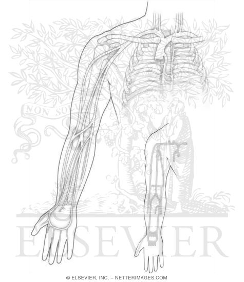 Veins of the Upper Limb