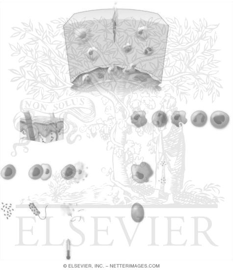 Watermarked preview of unlabeled image: Innate Immunity