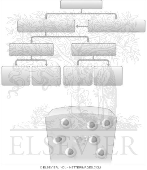 Watermarked preview of unlabeled image: Adaptive Immunity