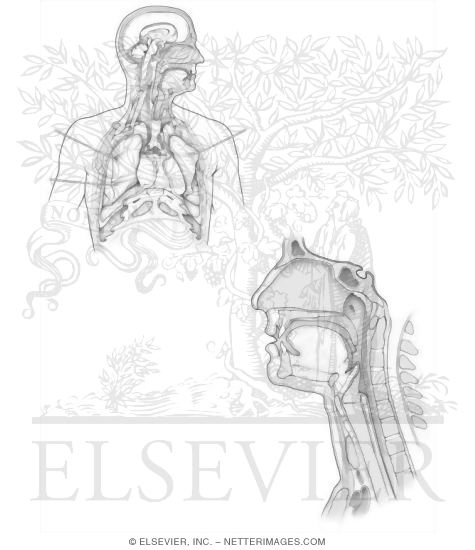 Overview of the Respiratory System