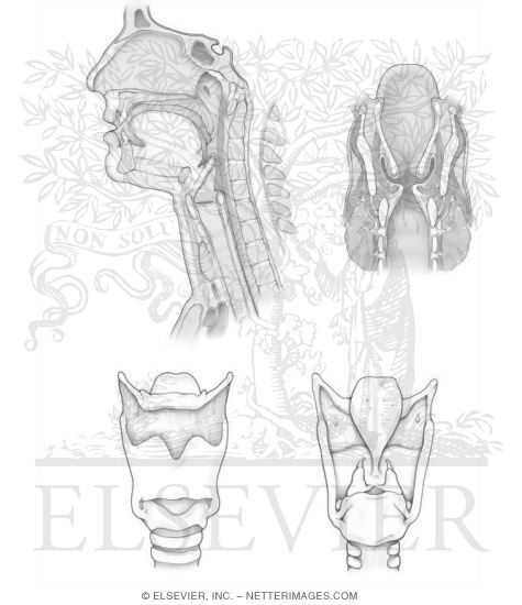 Oropharynx Laryngopharynx And Larynx