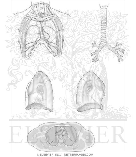 Trachea and Lungs
