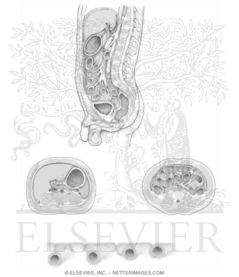 Peritoneal Cavity and Mesenteries Biology Diagrams