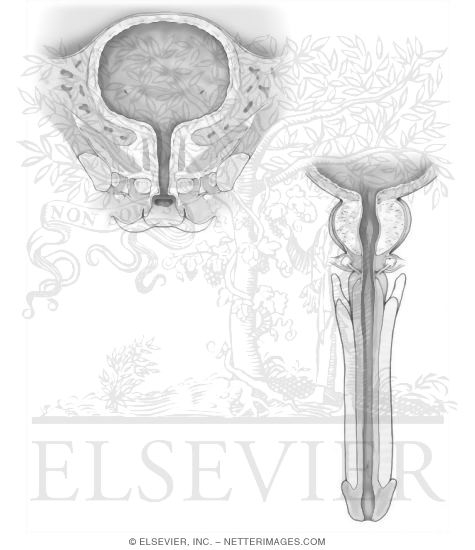 Watermarked preview of unlabeled image: Urinary Bladder and Urethra