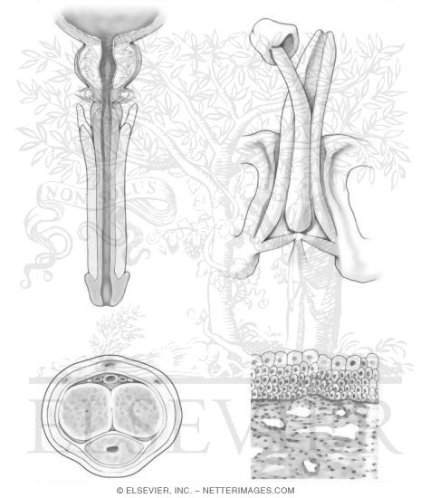 Male Urethra and Penis