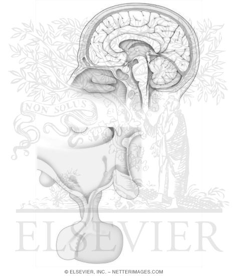 Watermarked preview of unlabeled image: Hypothalamus and Pituitary Gland