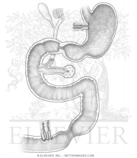 Digestive System Hormones