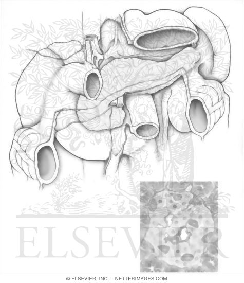 Pancreas