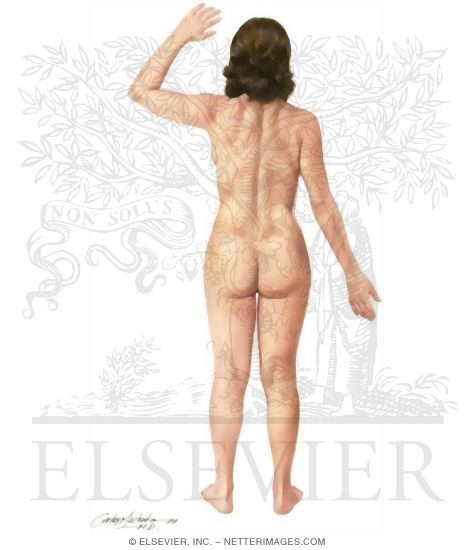 Watermarked preview of unlabeled image: Surface Anatomy: Regions