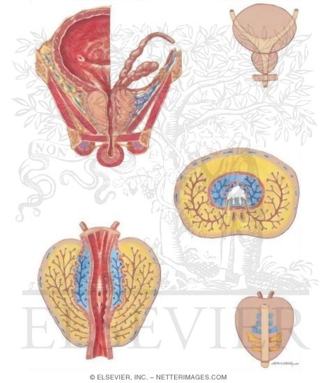 Anatomy of Prostate