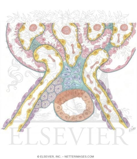 Juxtaglomerular Complex