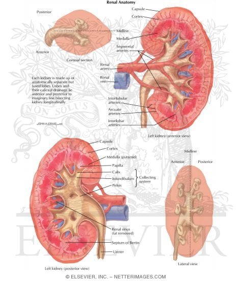 Urinary Calculi: Renal Anatomy