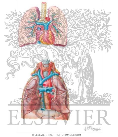 Watermarked preview of unlabeled image: Cardiopulmonary Circulation