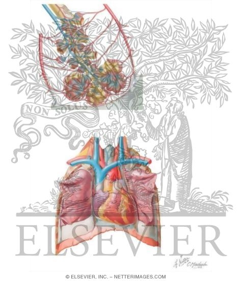 Watermarked preview of unlabeled image: Cardiopulmonary Circulation