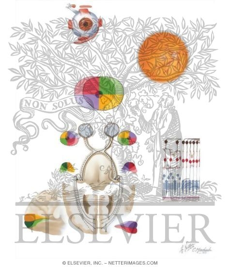 Watermarked preview of unlabeled image: Anatomy of the Eye