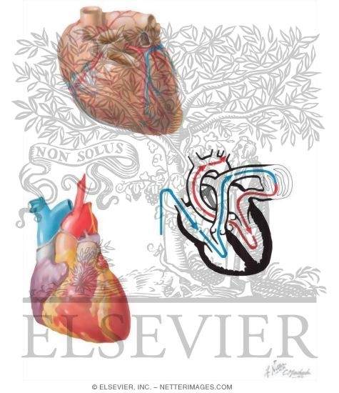 Watermarked preview of unlabeled image: Anatomy of the Heart