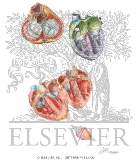Anatomy of the Heart