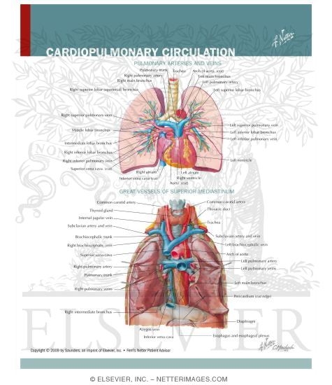 Watermarked preview of labeled image: Cardiopulmonary Circulation