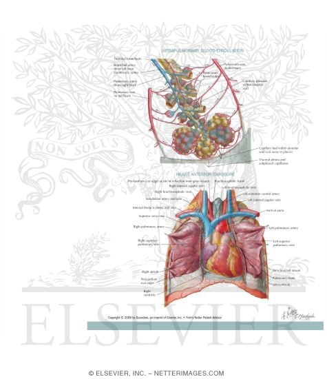 Watermarked preview of labeled image: Cardiopulmonary Circulation