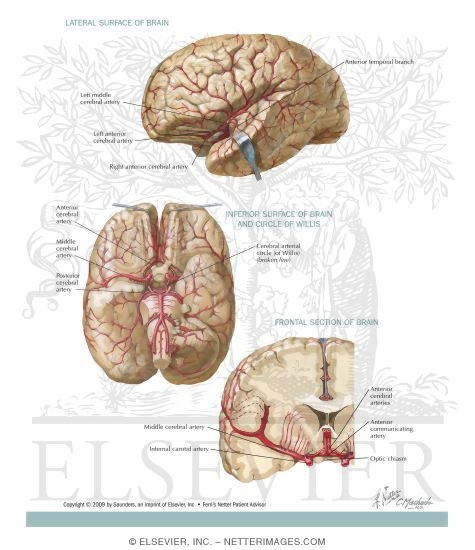 Brain
