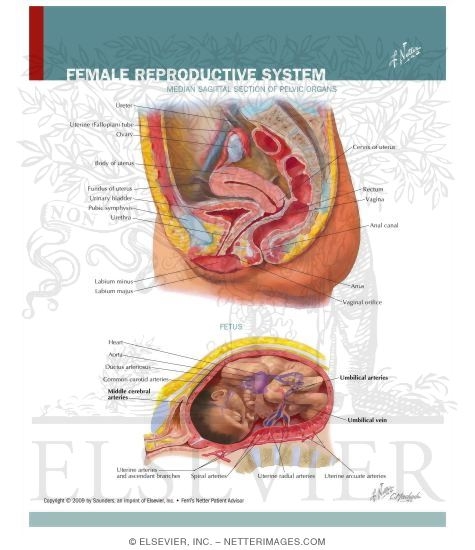 Watermarked preview of labeled image: Female Reproductive System
