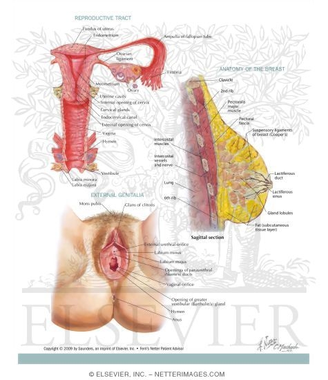 Female Reproductive System